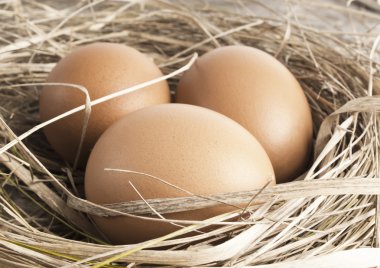 kahverengi yumurta tavuk çiftliğinde saman Nest makro çekimi