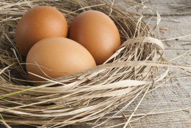 kahverengi yumurta tavuk çiftliğinde saman Nest makro çekimi