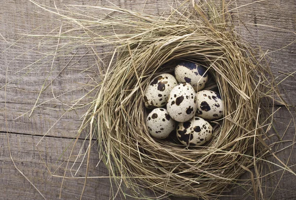 Quail eggs in nest — Stock Photo, Image