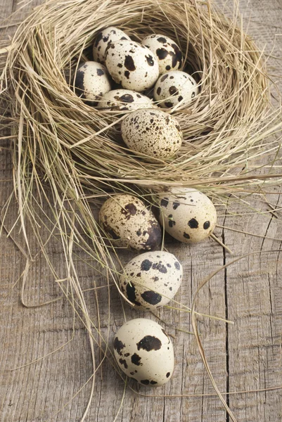 Uova di quaglia nel nido — Foto Stock
