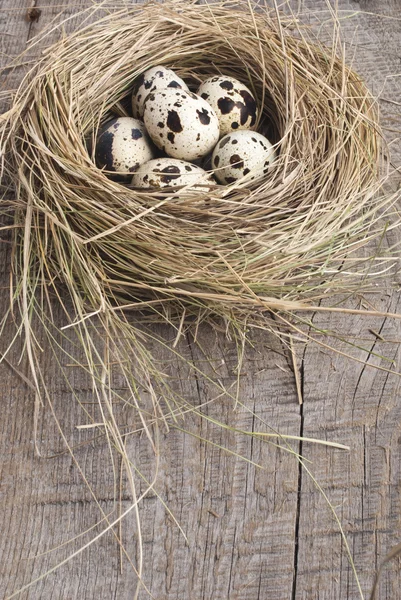 Quail eggs in nest — Stock Photo, Image