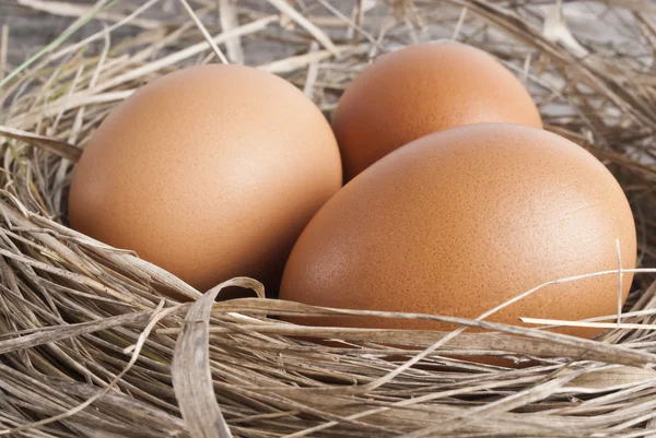 Макрозйомка коричневих яєць у гнізді сіна на курячій фермі — стокове фото