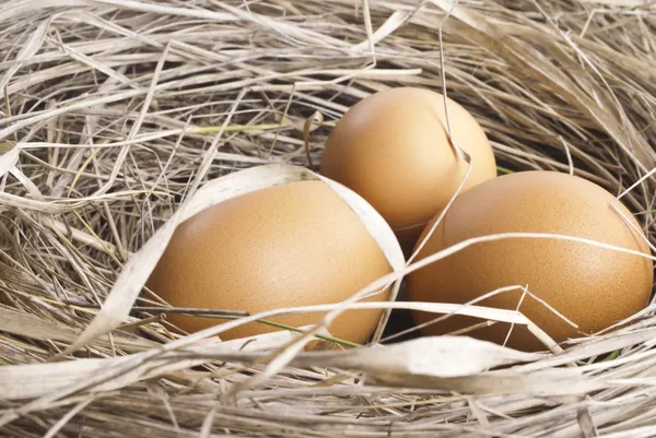 Strzelać makro brązowe jaja w gnieździe siano w hodowli kurczaków — Zdjęcie stockowe