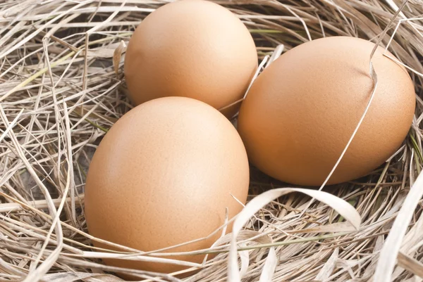 Macro shoot of brown eggs at hay nest in chicken farm Stock Photo
