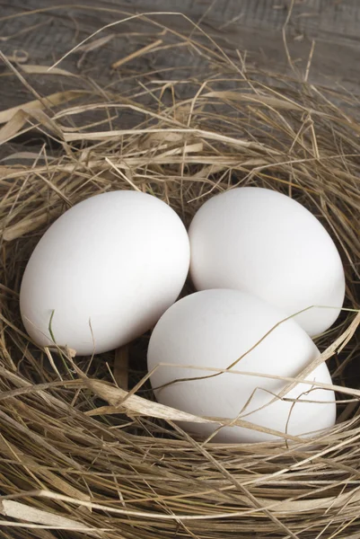 Nest with eggs Stock Image