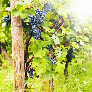 Several bunches of ripe grapes on the vine (selective focus) clipart
