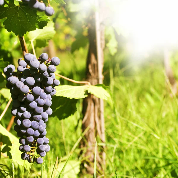 Vários cachos de uvas maduras na videira (foco seletivo ) — Fotografia de Stock