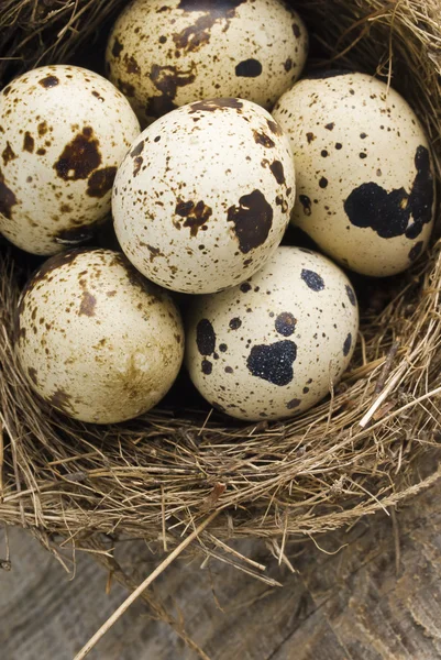 Quail eggs in nest — Stock Photo, Image