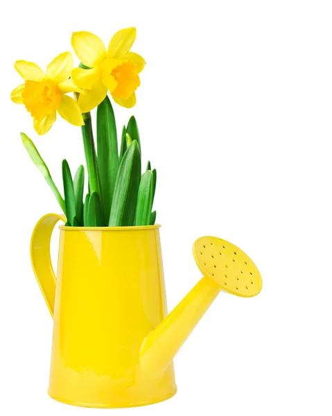 Narciso fiore in un annaffiatoio — Foto Stock