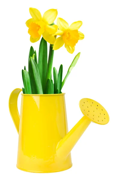 Narcissus blomma i en vattenkanna — Stockfoto