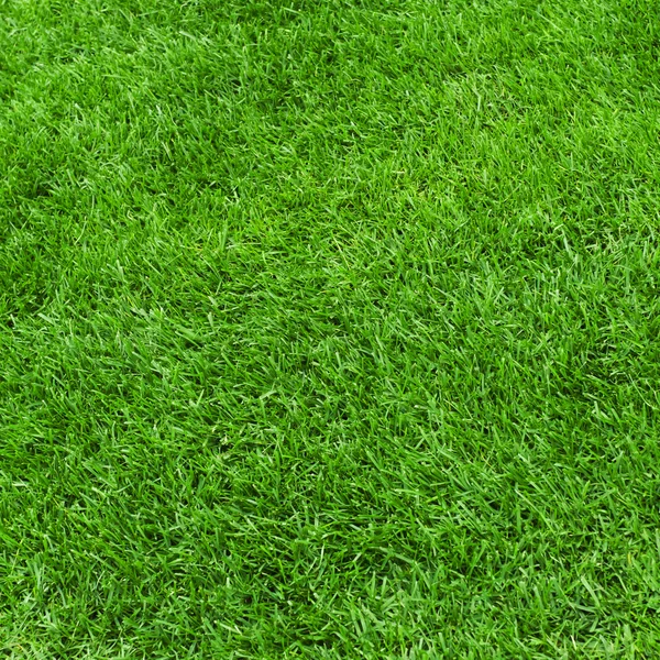 Green grass surface — Stock Photo, Image