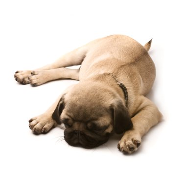Pug köpek