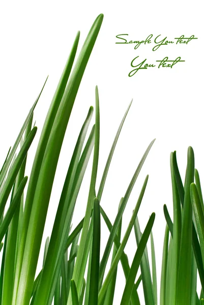 Grass background — Stock Photo, Image