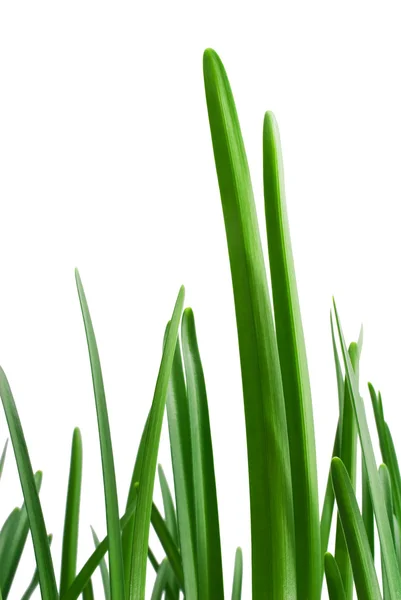 Groen gras — Stockfoto