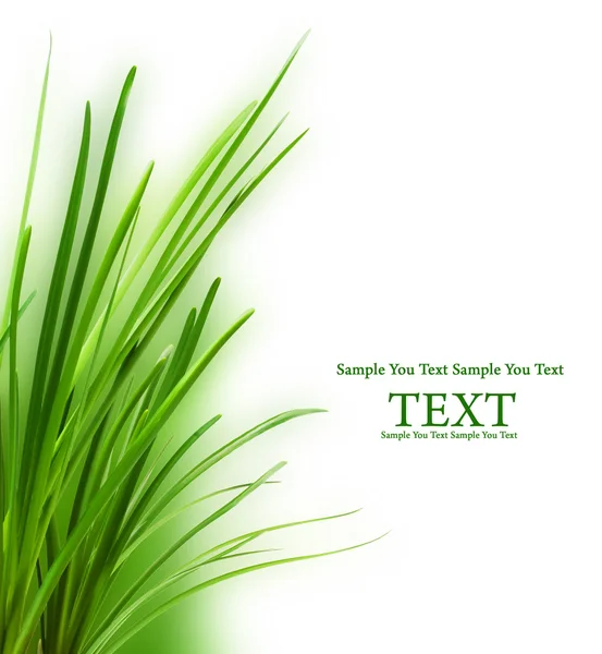 Grass background — Stock Photo, Image