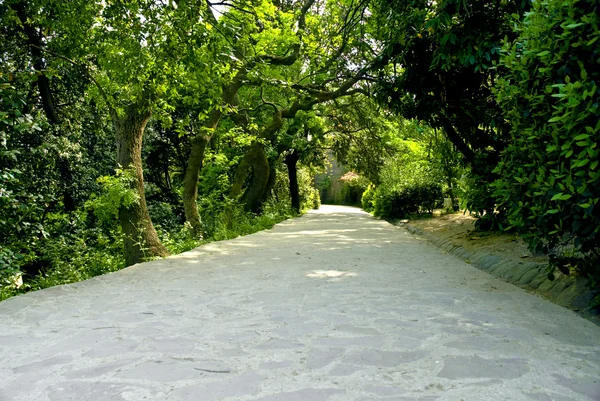 Road with tunnel of trees — Stock Photo, Image