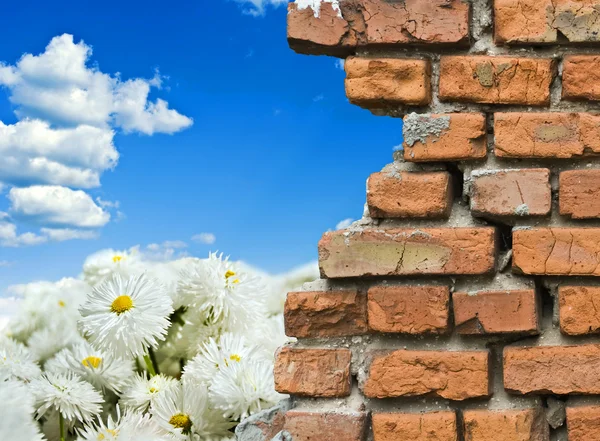 White daisies — Stock Photo, Image