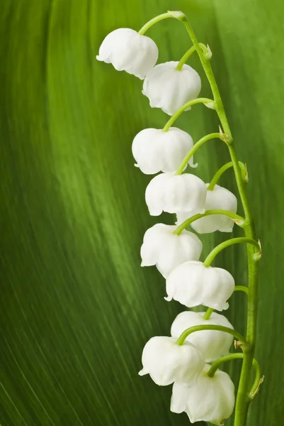 Lily of valley — Stock Photo, Image