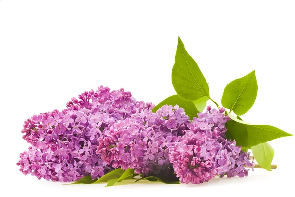 Lilac flowers — Stock Photo, Image