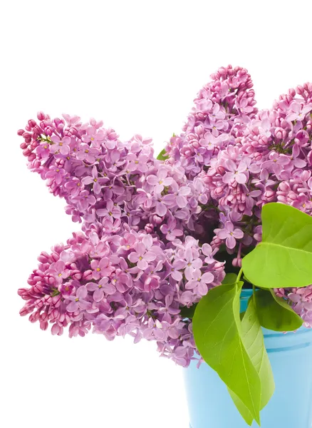 Lilac flowers — Stock Photo, Image