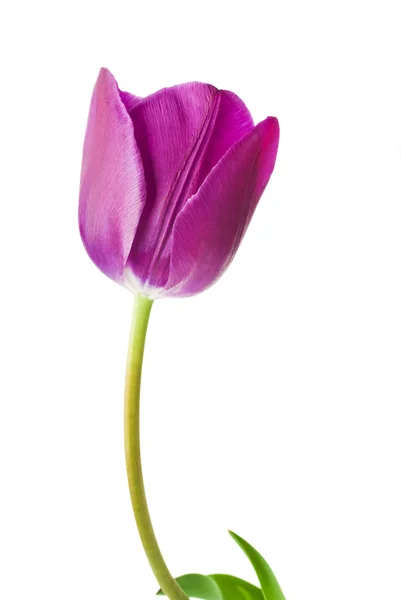 Tulipán púrpura —  Fotos de Stock