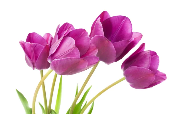 Violette Tulpen — Stockfoto