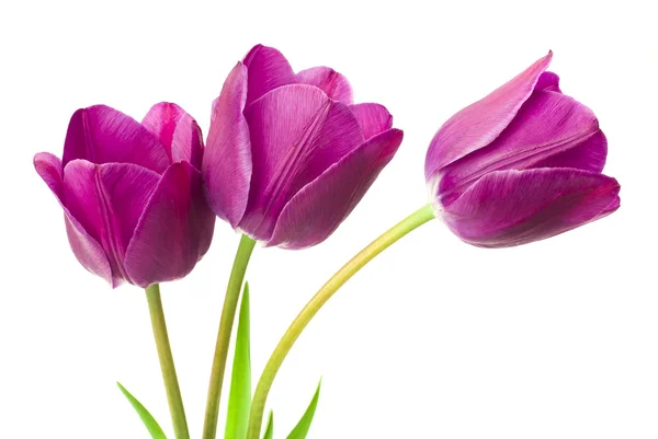 Paarse tulpen — Stockfoto