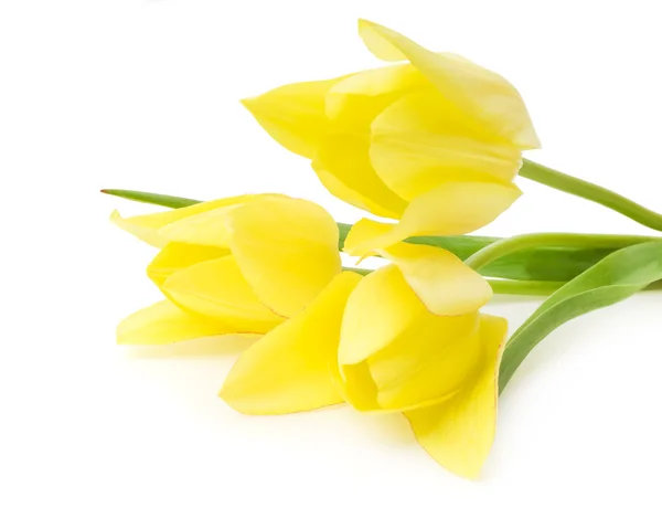 Gele tulpen — Stockfoto