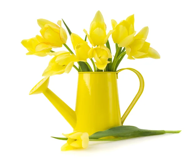 Tulipanes amarillos — Foto de Stock