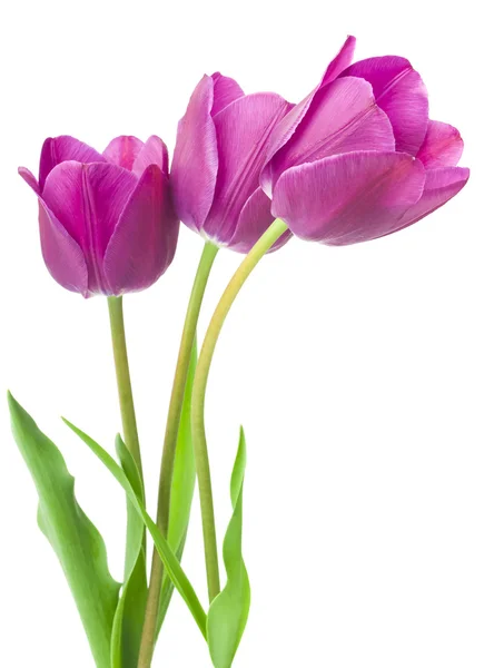 Tulipes violettes — Photo