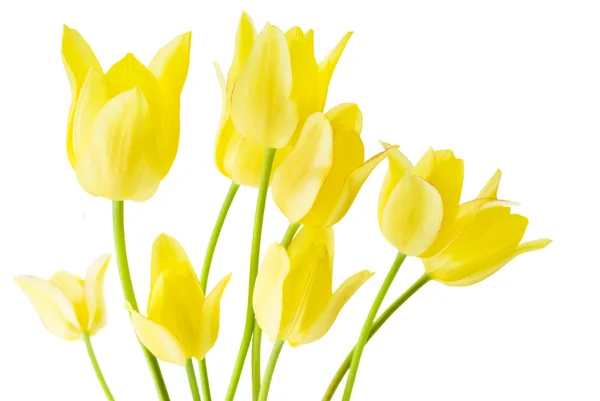 Download 154 018 Yellow Tulips Stock Photos Free Royalty Free Yellow Tulips Images Depositphotos