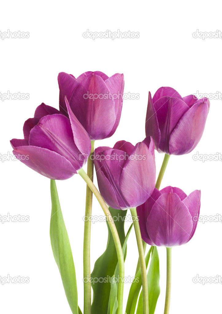 Purple tulips — Stock Photo © ulkan 46404853