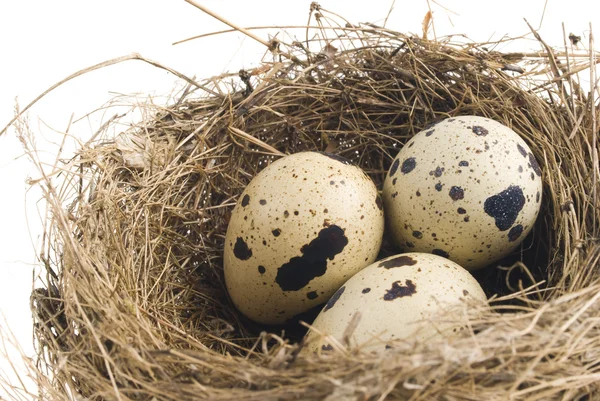 Quail eggs in nest — Stock Photo, Image