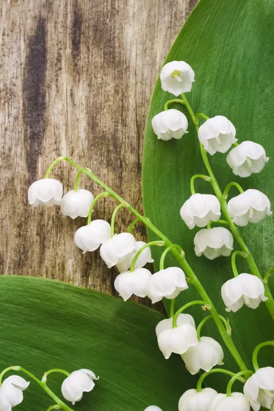 Lily of valley — Stock Photo, Image