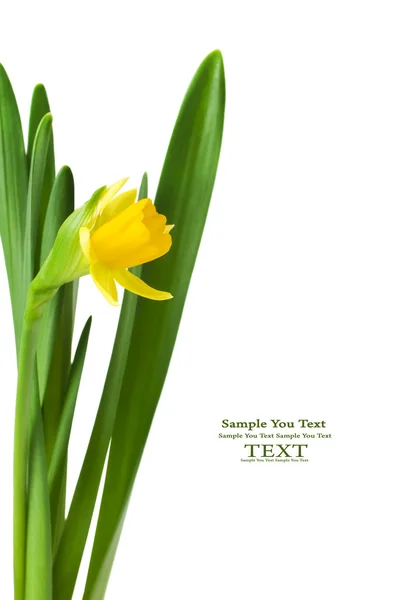 Yellow daffodil — Stock Photo, Image