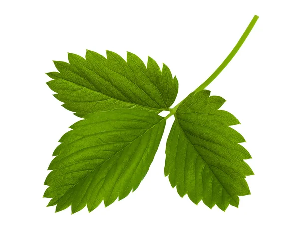 Green leaf — Stock Photo, Image