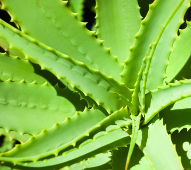 aloe vera