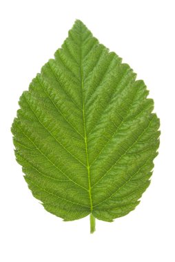Ahududu yaprağı