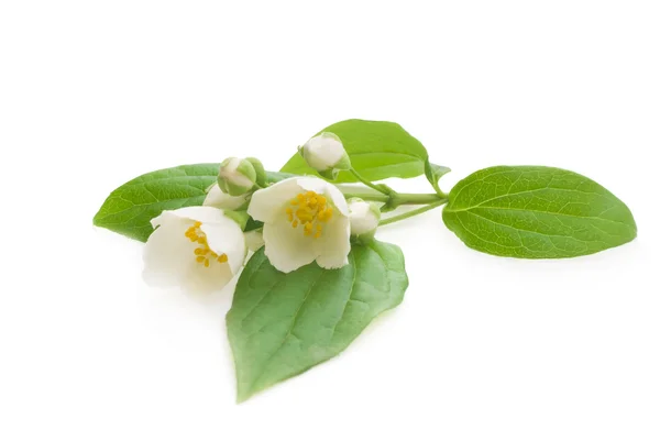 Jasmine flowers — Stock Photo, Image