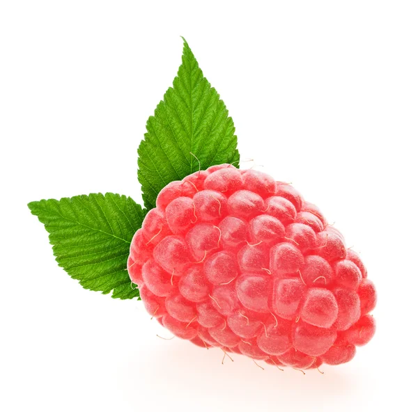 Raspberry berry — Stock Photo, Image