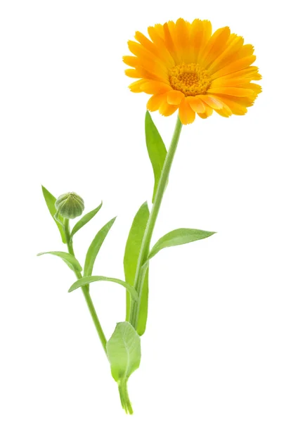 Calendula virág — Stock Fotó