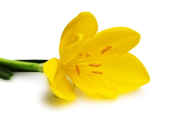 Beautiful yellow crocus — Stock Photo, Image