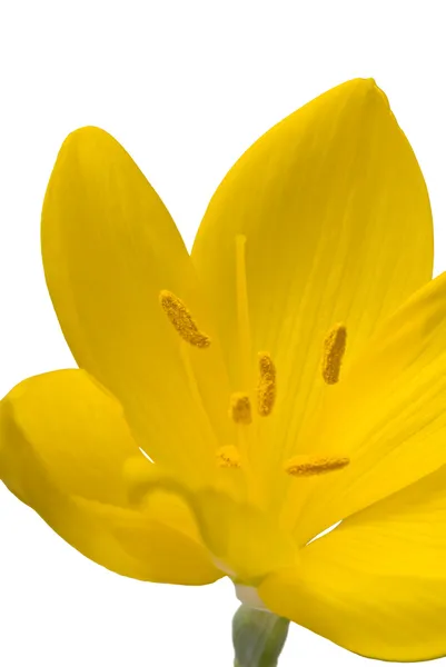 Belo crocus amarelo — Fotografia de Stock