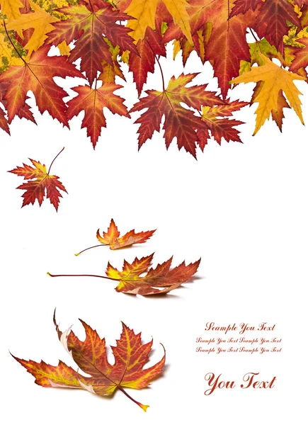 Autumn leaves card — Stock Photo, Image