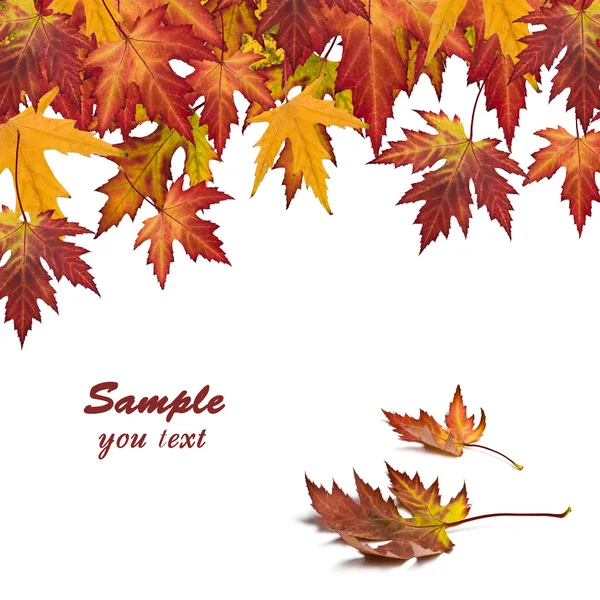 Folha de outono cartão — Fotografia de Stock