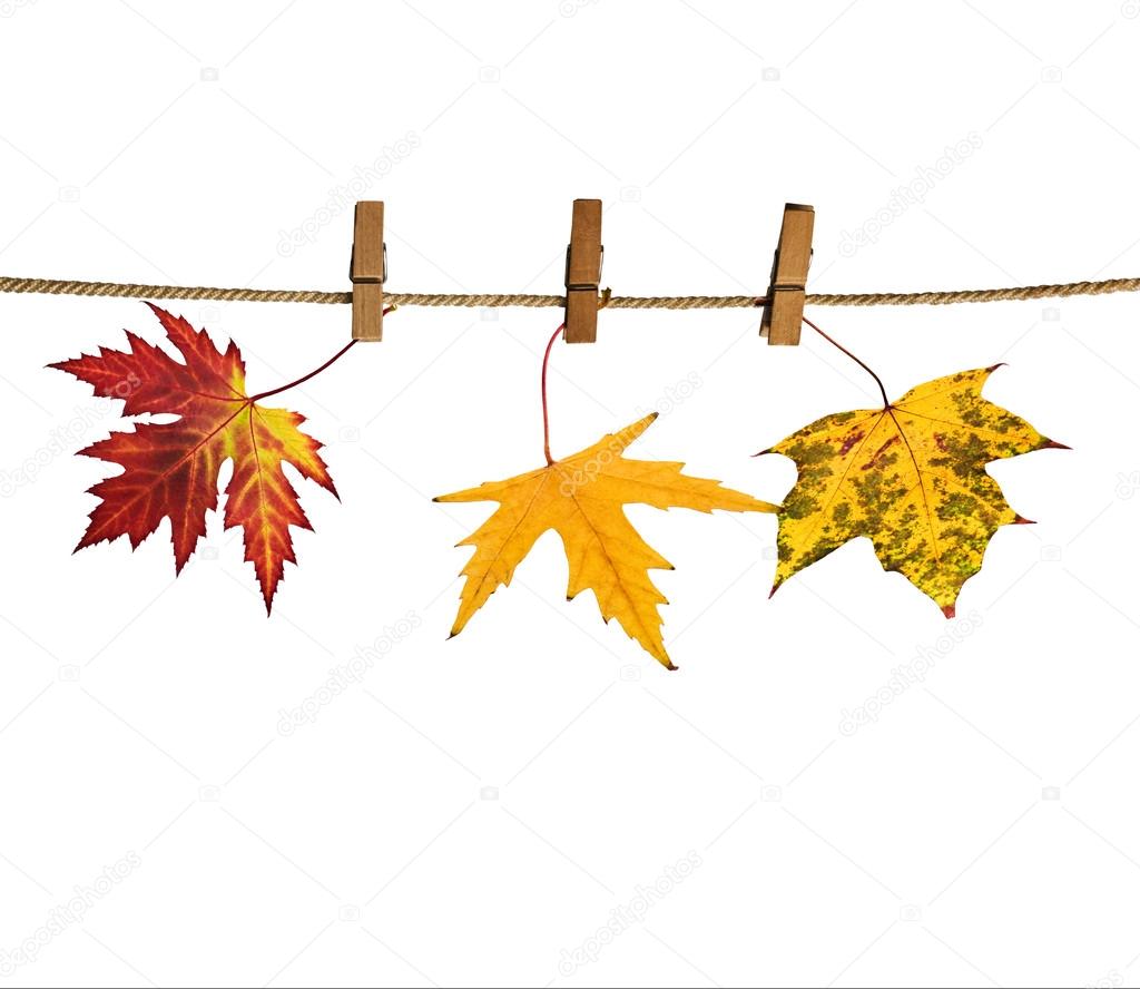 Leaves hanged on clothesline
