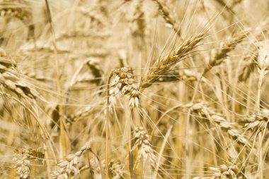 spikelets buğday