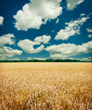 altın buğday alanı