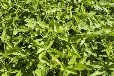 soya bitki yaprakları