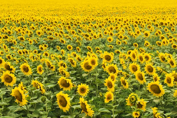 Zonnebloemen veld — Stockfoto